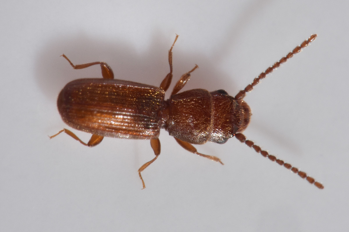 Laemophloeidae: Cryptolestes ferrugineus? S !